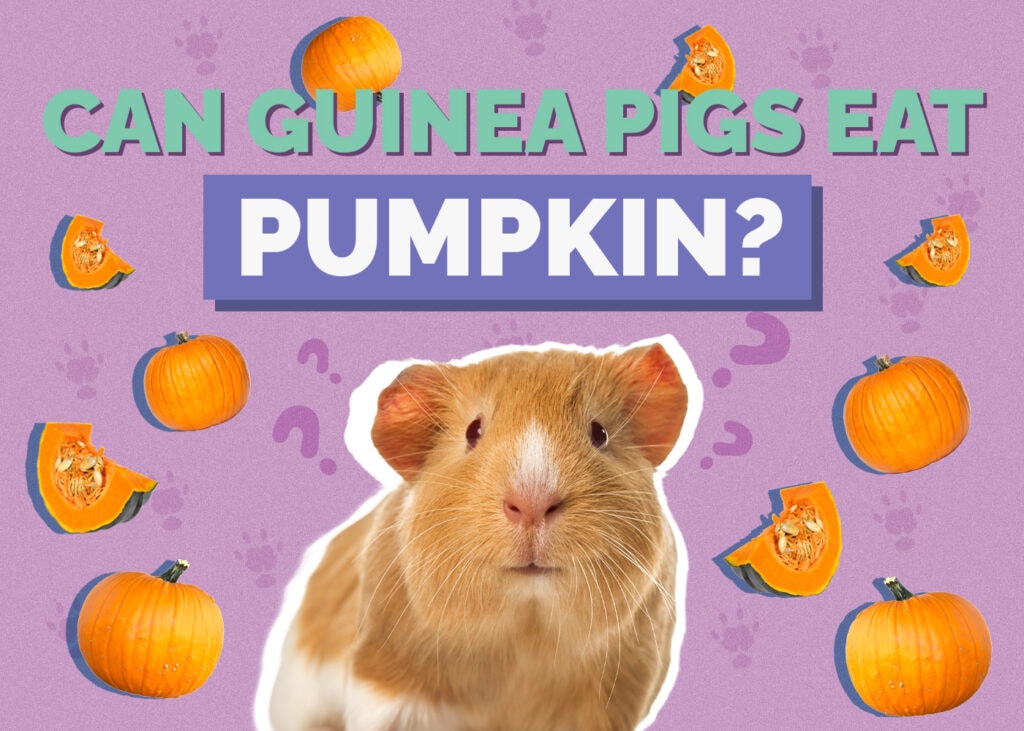 Can Guinea Pigs Eat Pumpkin? Vet-Approved Nutritional Science & Info