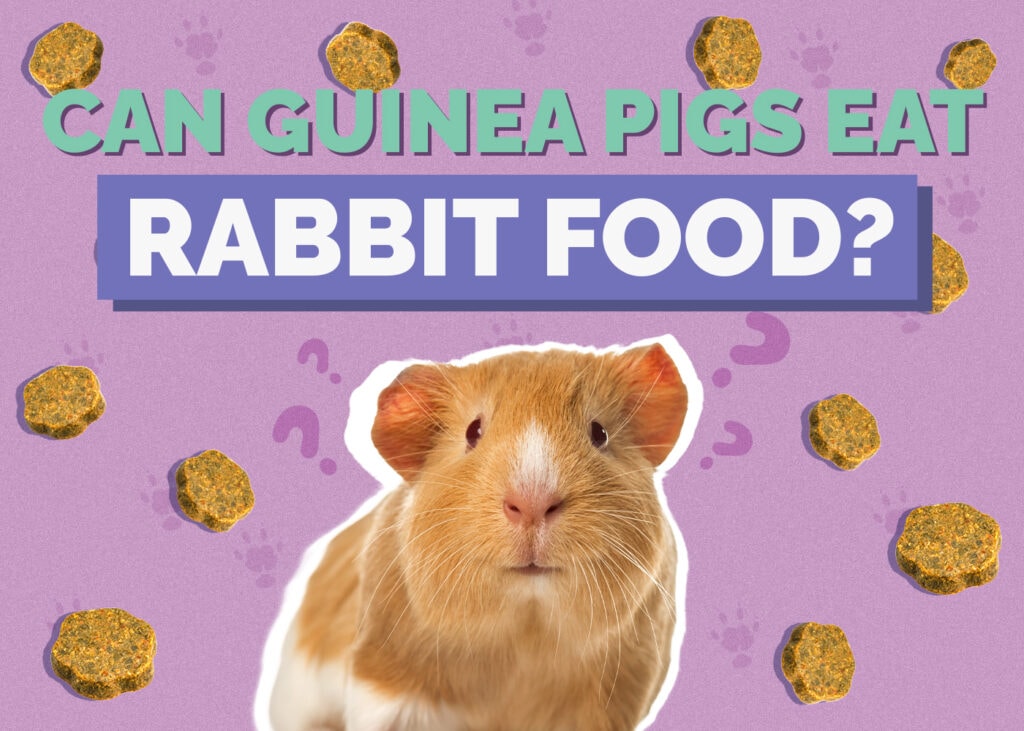 Can Guinea Pigs Eat Rabbit Food? Vet-Approved Safety Concerns & FAQ