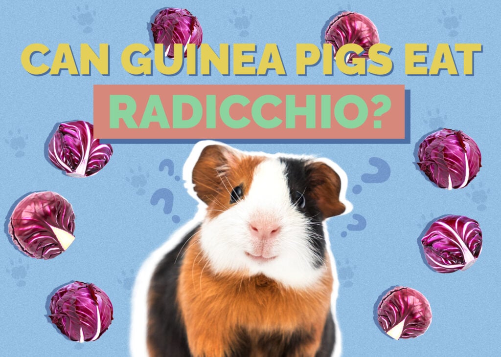 Can Guinea Pigs Eat Radicchio? Vet-Approved Nutrition Facts & Safety Guide