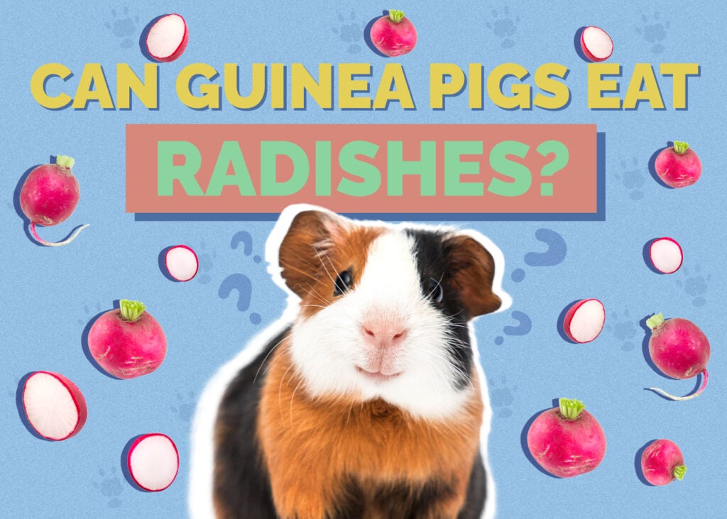 Can Guinea Pigs Eat Radishes? Vet-Approved Facts & FAQs