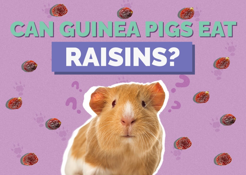 Can Guinea Pigs Eat Raisins? Vet-Reviewed Benefits & Dangers