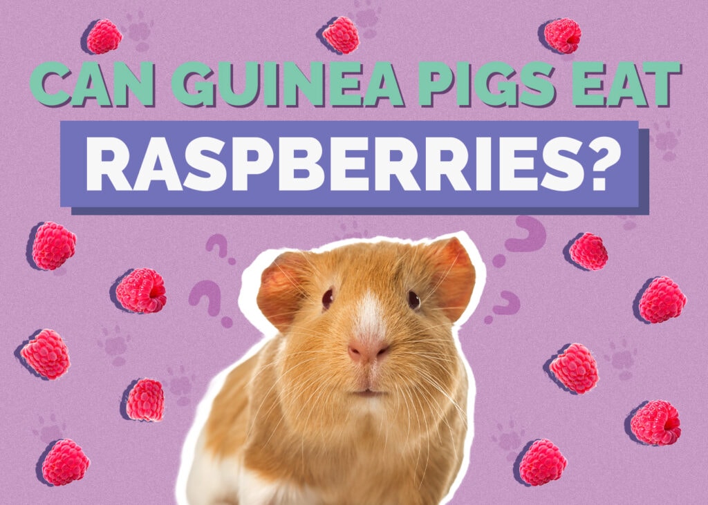 Can Guinea Pigs Eat Raspberries? Vet-Reviewed Facts & FAQ