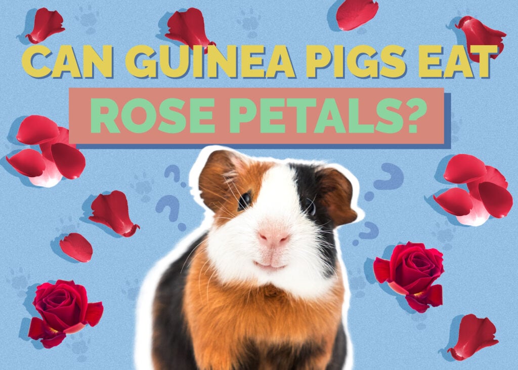 Can Guinea Pigs Eat Rose Petals? Vet-Approved Nutrition Facts