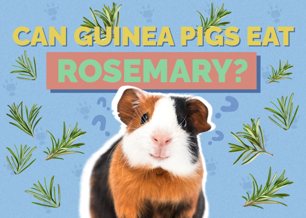 Can Guinea Pigs Eat Rosemary? Vet-Reviewed Nutrition Facts & FAQ
