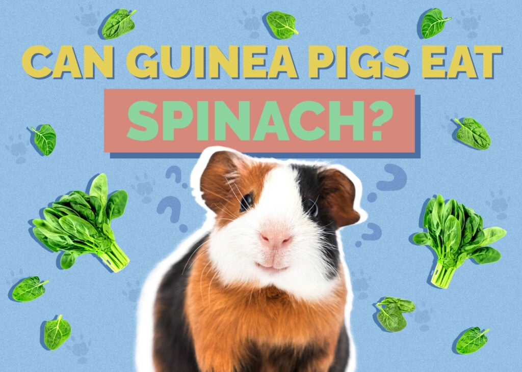 Can Guinea Pigs Eat Spinach? Vet-Reviewed Facts
