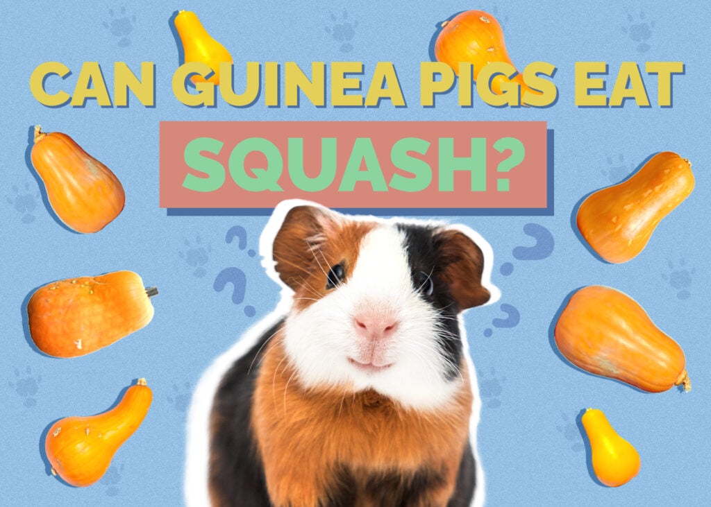 Can Guinea Pigs Eat Squash? Vet-Reviewed Nutrition Facts & FAQ