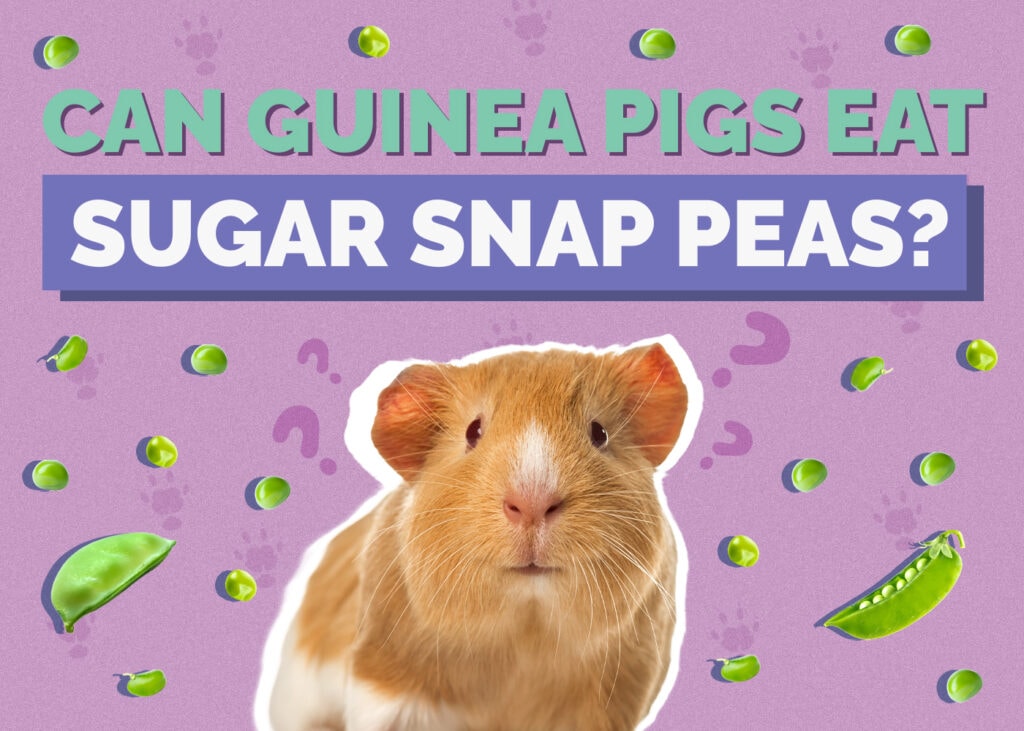 Can Guinea Pigs Eat Sugar Snap Peas? Vet-Reviewed Facts & FAQ
