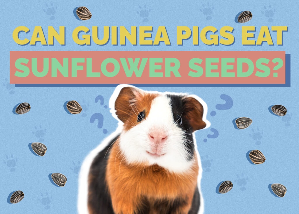 Can Guinea Pigs Eat Sunflower Seeds? Vet-Reviewed Nutrition Facts & FAQ