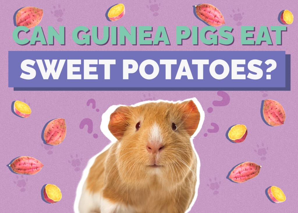 Can Guinea Pigs Eat Sweet Potatoes? Vet Approved Nutritional Value & Facts