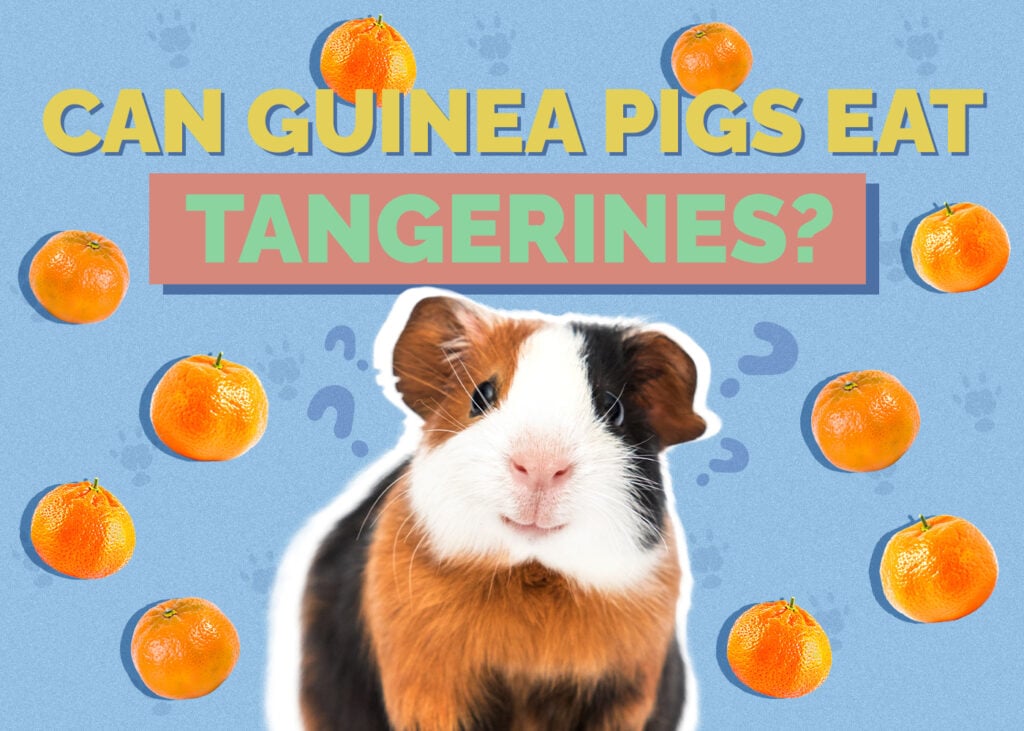 Can Guinea Pigs Eat Tangerines? Vet Approved Nutrition Facts & FAQ
