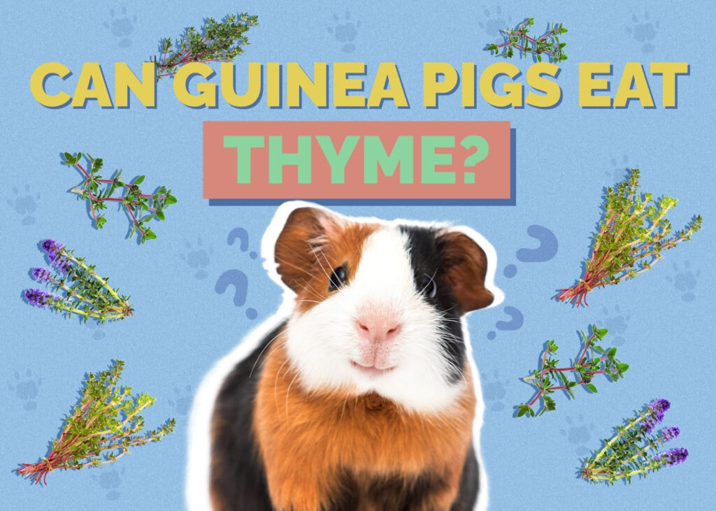 Can Guinea Pigs Eat Thyme? Vet-Reviewed Nutrition Facts