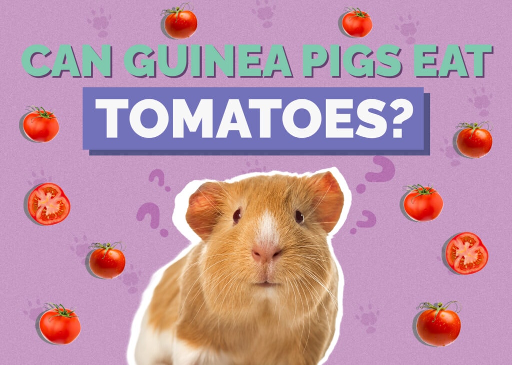 Can Guinea Pigs Eat Tomatoes? Vet-Reviewed Facts & FAQ