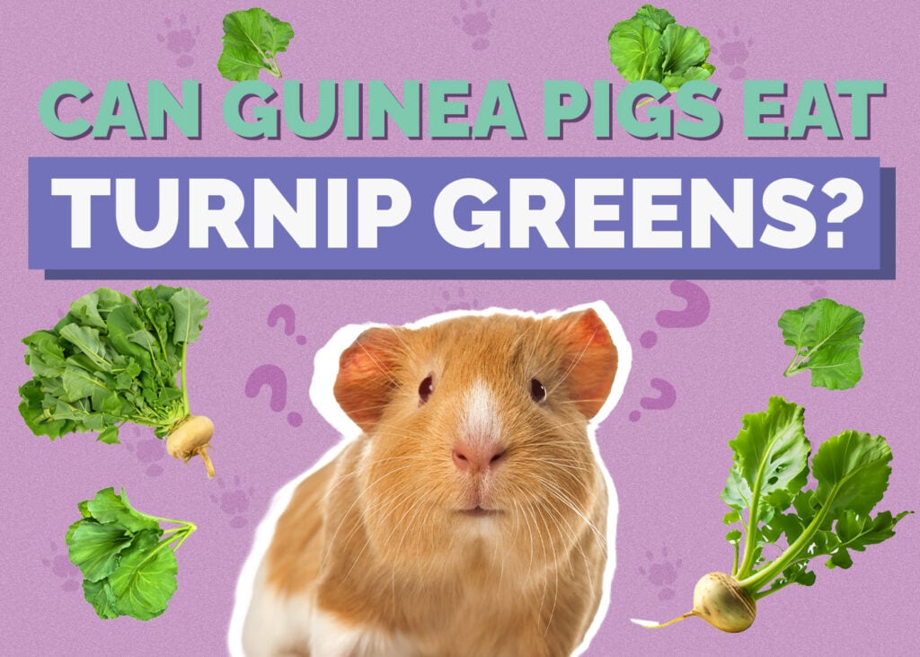 Can Guinea Pigs Eat Turnip Greens? Vet-Approved Nutrition Facts
