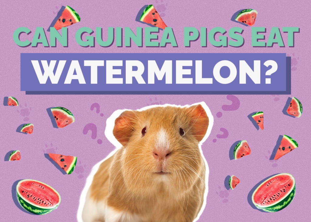 Can Guinea Pigs Eat Watermelon? Vet-Approved Health Review