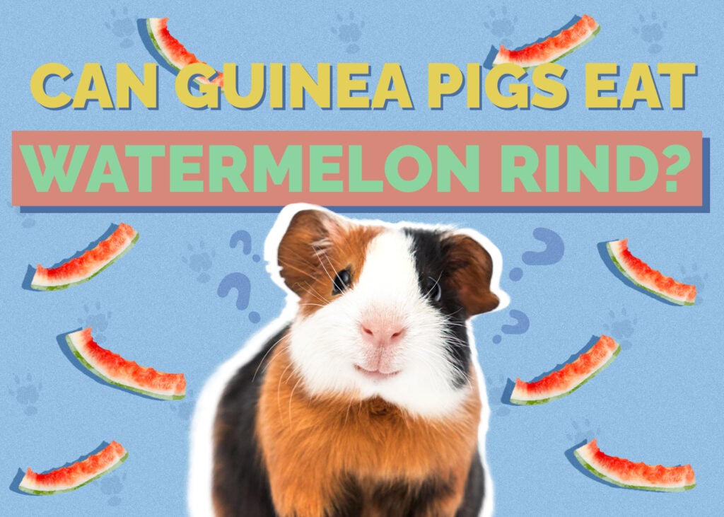 Can Guinea Pigs Eat Watermelon Rind? Vet-Approved Risks & Benefits