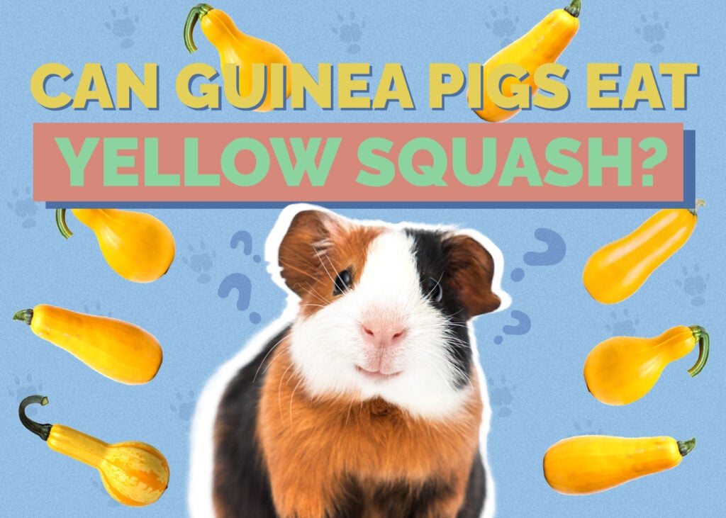 Can Guinea Pigs Eat Yellow Squash? Vet Approved Facts & FAQ
