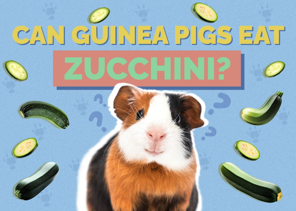 Can Guinea Pigs Eat Zucchini? Vet-Reviewed Nutrition & Diet Facts