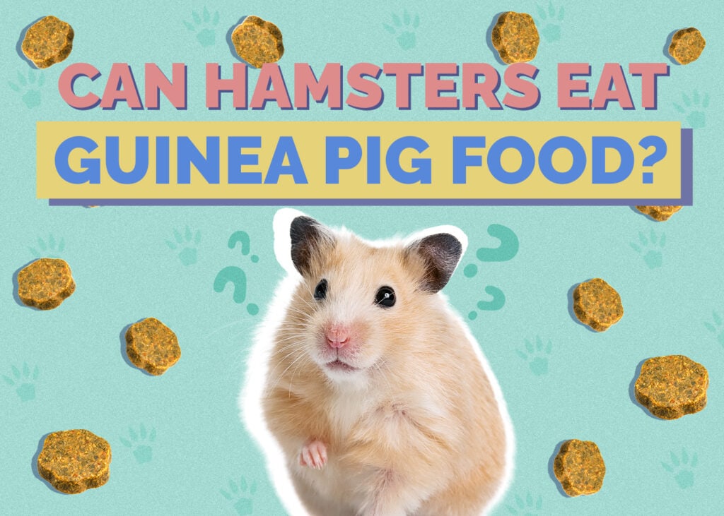 Can Hamsters Eat Guinea Pig Food? Vet-Reviewed Nutrition Facts & FAQ