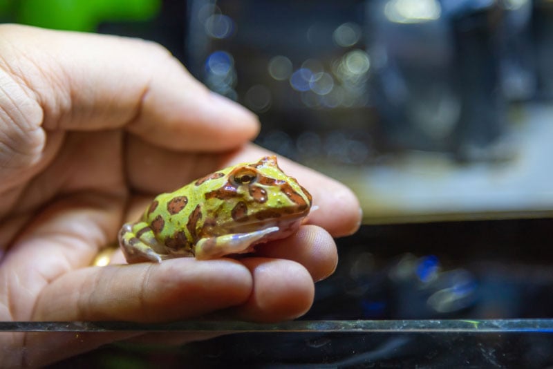 How to Set Up a Pacman Frog Enclosure: 4 Important Tips