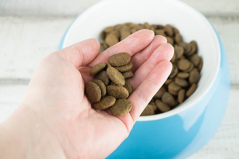 Ethoxyquin in Dog Food: Vet-Approved Safety, Concerns, & FAQ