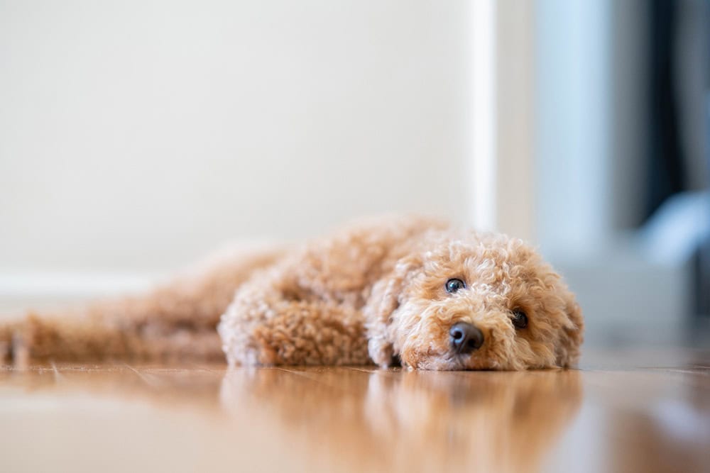 Do Dogs Think About the Past? Vet-Approved Canine Memory Guide