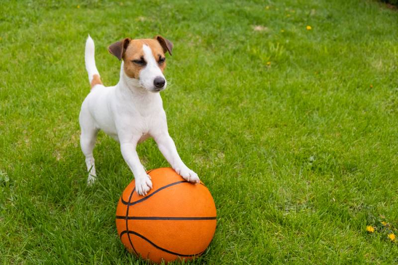 How Smart Are Jack Russell Terriers? Breed Intelligence & FAQ