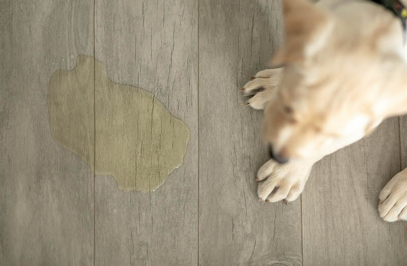 Dog Urine Color Chart: Is Your Pup Hydrated? Vet Approved Facts & Advice