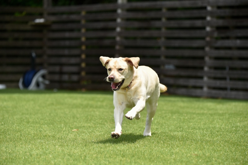 3 Indoor Dog Parks in NYC You Can Visit in 2026