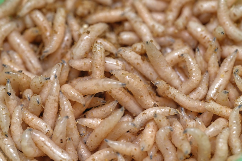 maggots