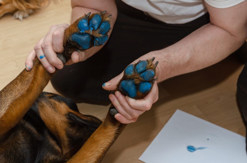 male hands holding the paws with of rottweiler dog with blue paint