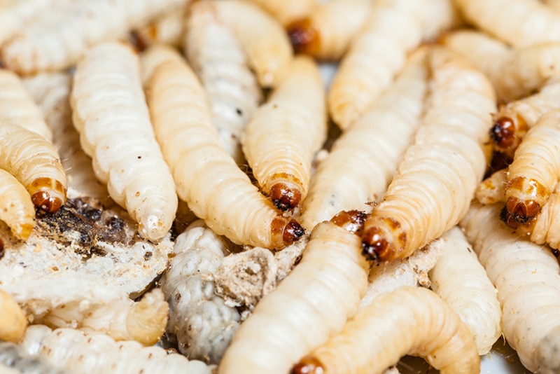 mealworm maggots