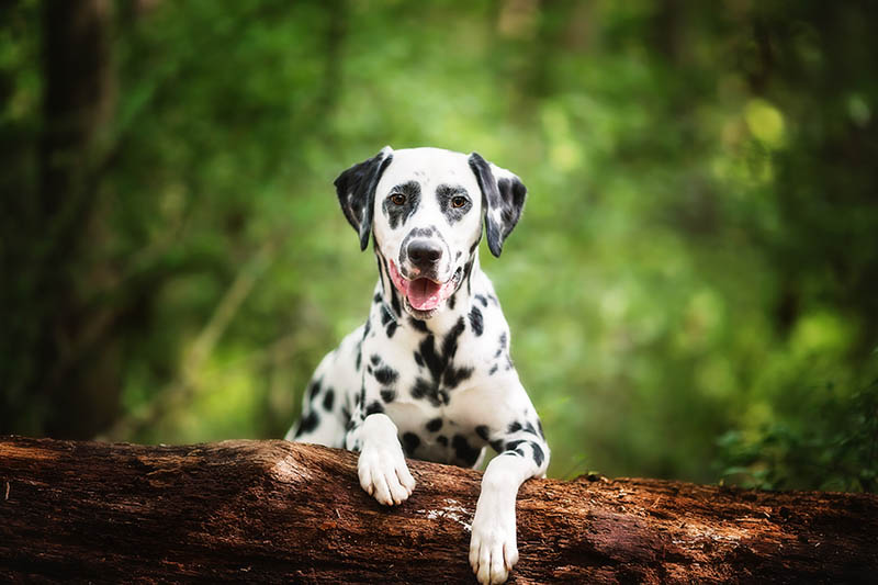 7 Spotted Dog Breeds (With Info & Pictures)