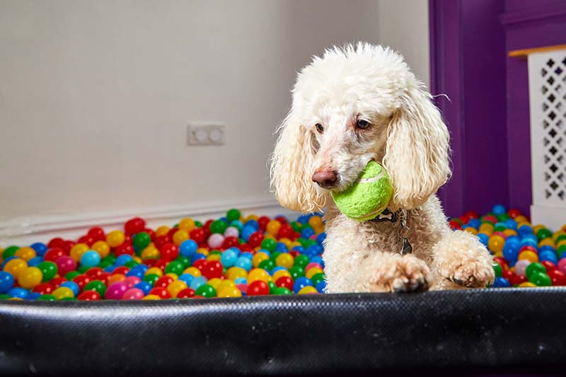 4 Indoor Dog Parks in Las Vegas, NV You Can Visit in 2026