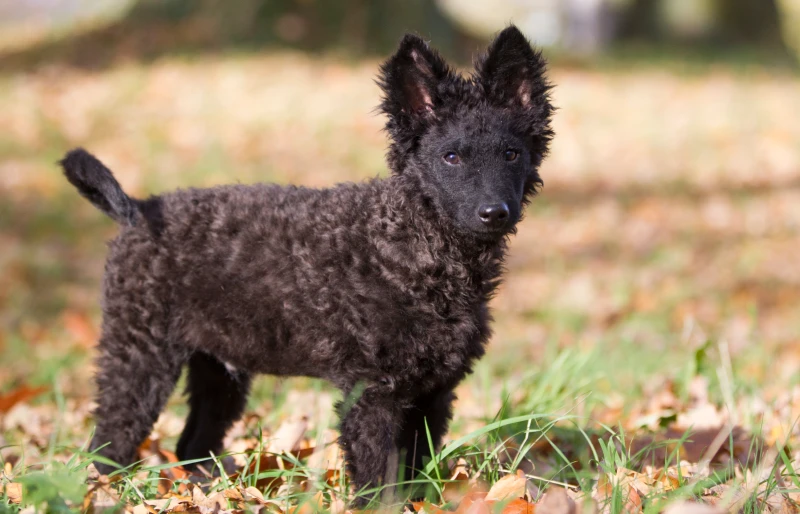 15 Dog Breeds Under 30 Pounds: Info, Pictures & History