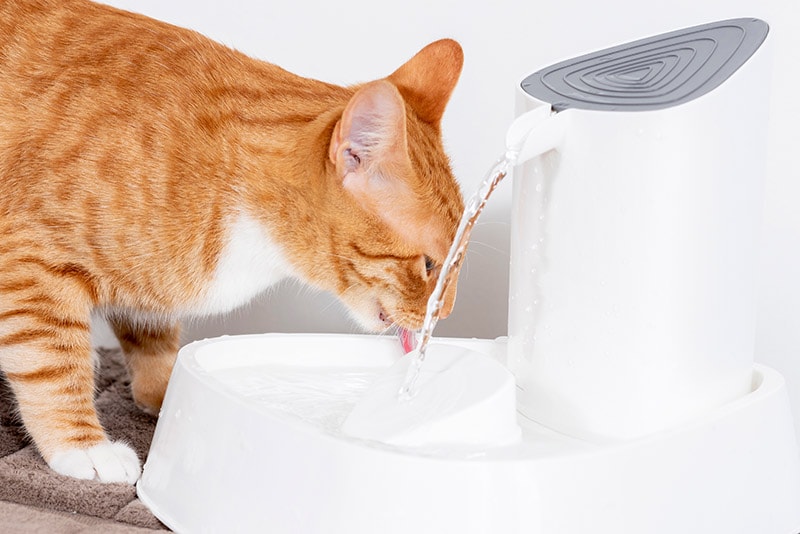 National Pet Hydration Awareness Month 2026: When It Is & Meaning