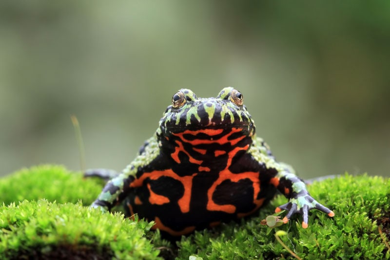 Oriental Fire-Bellied Toad Care Guide: Lifespan, Diet, Pictures & More