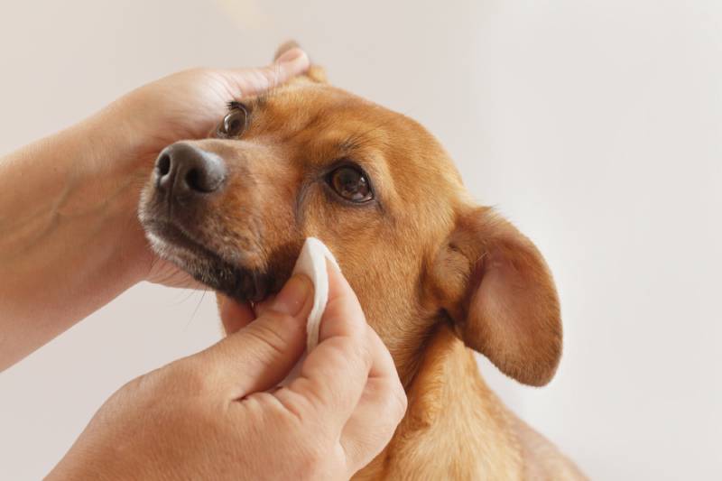 How to Clean Dog Eye Boogers: 7 Vet Approved Steps
