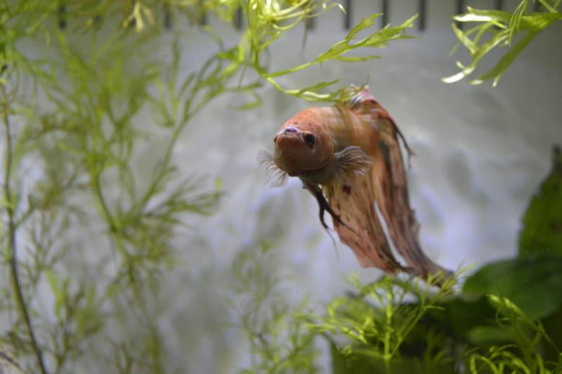 Why Is My Betta Fish Turning White or Losing Color? Vet-Approved Advice & Tips