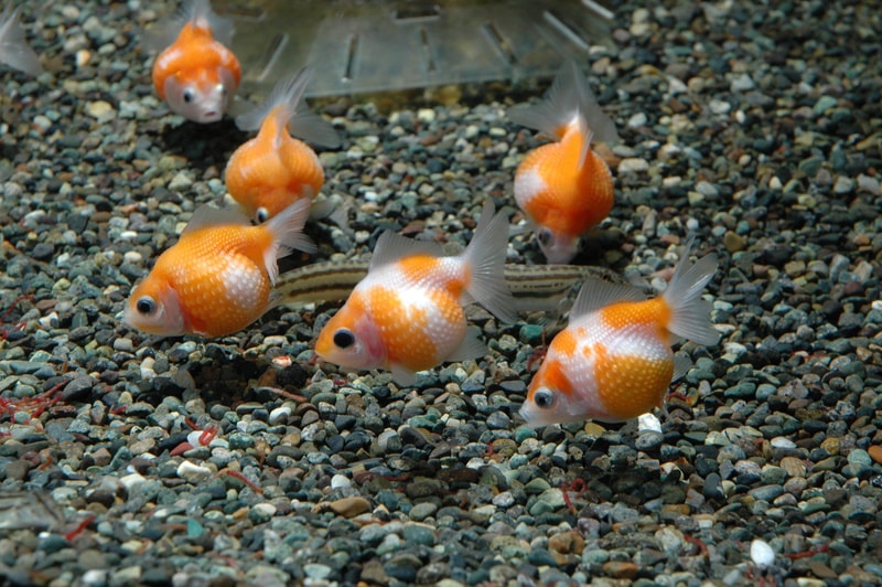 Pearlscale Goldfish: Pictures, Size, Care, Tank Setup, & More