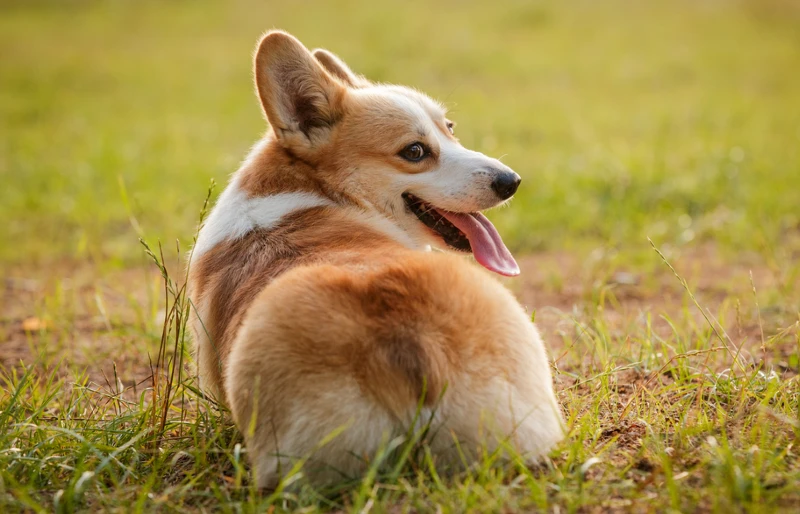 pembroke welsh corgi dog butt outdoors