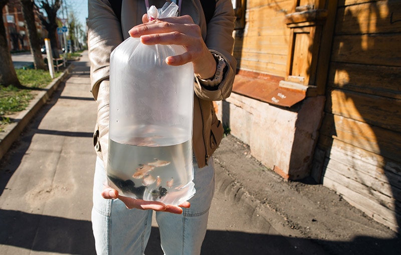 How to Safely Transport Fish for Short & Long Distances (Vet Answer)