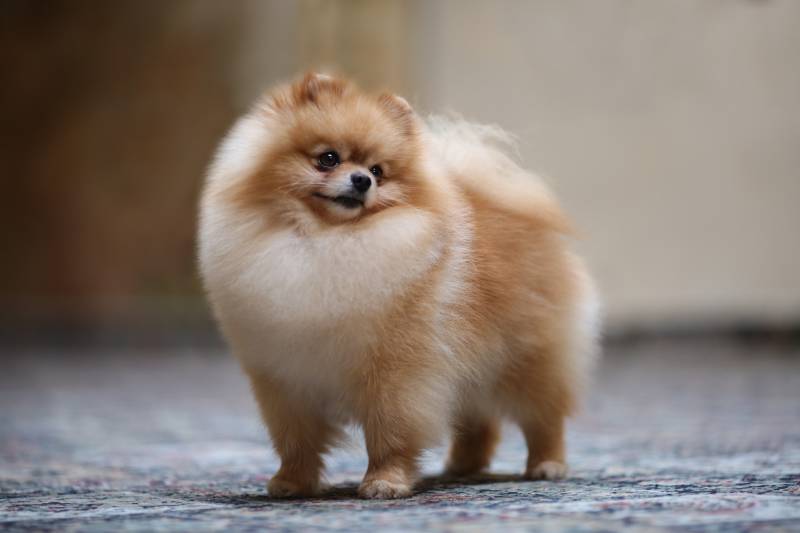 Are Pomeranians Hypoallergenic? Vet Approved Facts & FAQ