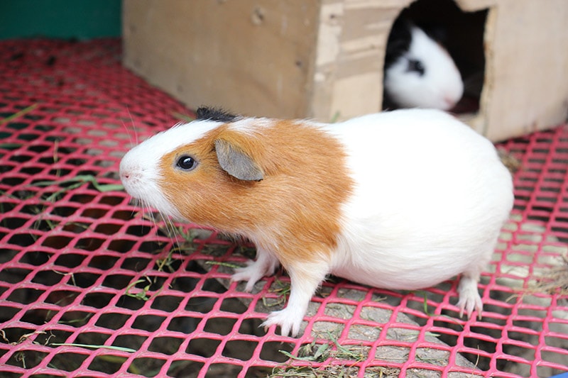 Guinea Pig Pregnancy: Stages of Reproduction & Care (Vet-Approved)