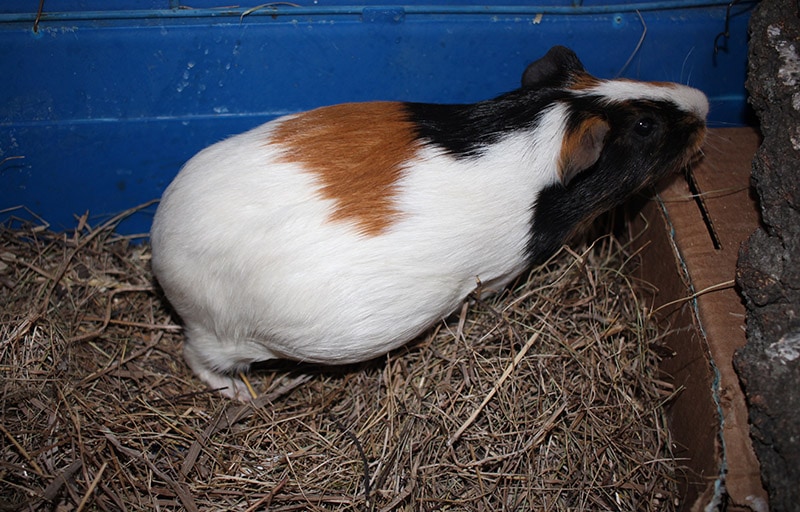 How Many Babies Do Guinea Pigs Have in a Litter? Vet-Reviewed Facts & FAQ