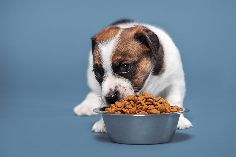 Why Does My Puppy Eat So Fast? Our Vet Explains 5 Typical Reasons