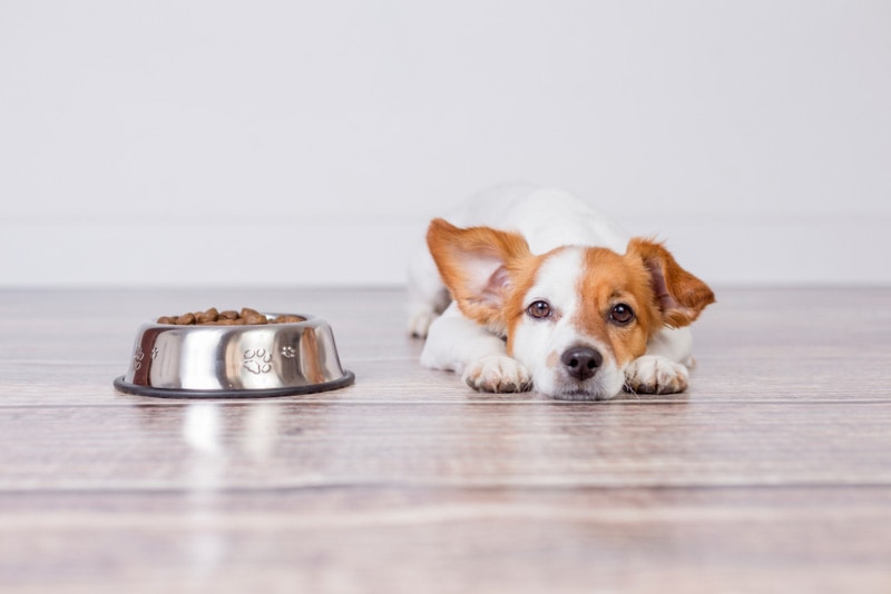 How Long Can a Dog Go Without Eating? The Surprising Answer!