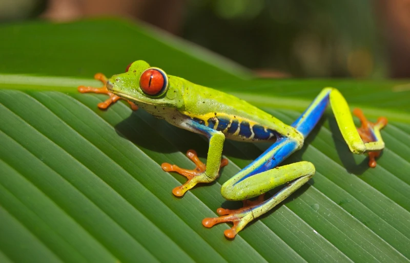 Do Red-Eyed Tree Frogs Make Good Pets? Read Before You Get One