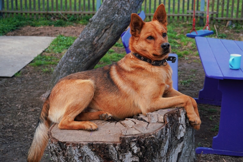 Red German Shepherd: Info, Pictures, Origin & History