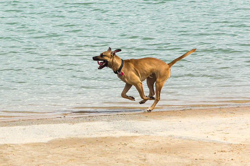 Rhodesian Doberman Mix: Care, Pictures, Info & More