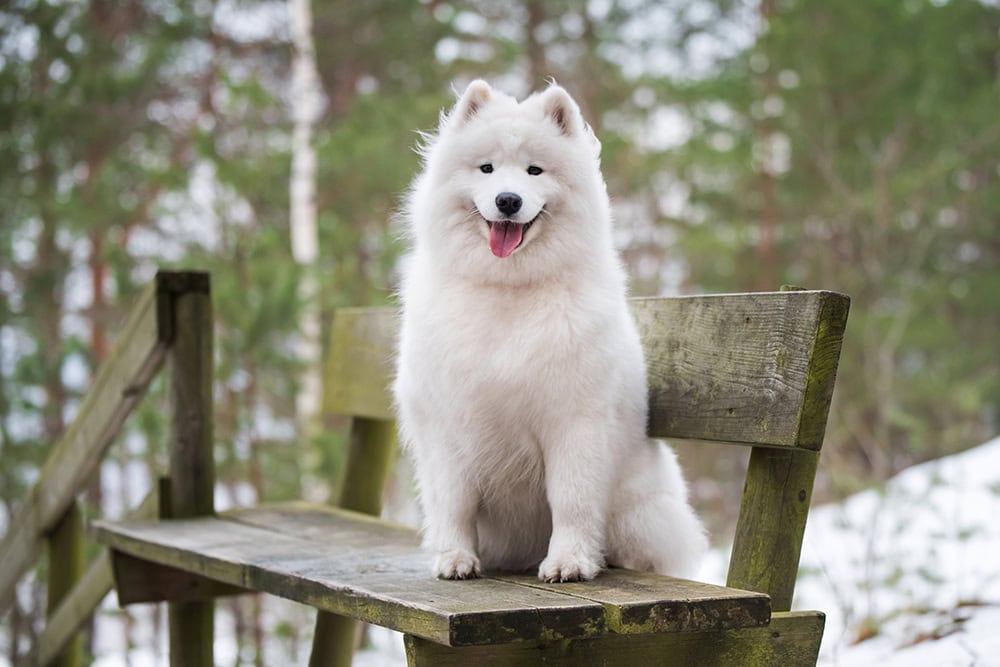 How to Teach a Dog to Sit Pretty in 5 Simple Steps